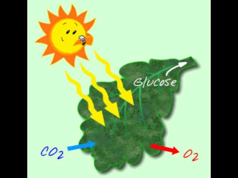 Chapitre 26 : la photosynthèse (l'air, l'effet de serre, la déforestation, les gaz à effet de serre)