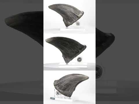ECC Jurassic Park SWS T-REX FOOT CLAW REPRODUCTION