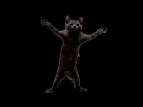 funny cat lol