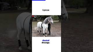 Graceful Heritage: Unraveling the Lipizzan Horse Legacy 🐎...#shorts #viral #trending #horse
