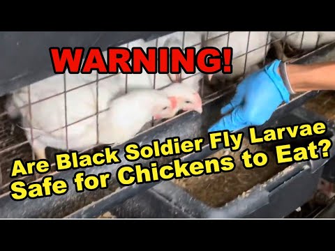 How Black Soldier Fly Larvae Safely Eat Chicken Manure and Destroy Harmful Pathogens!