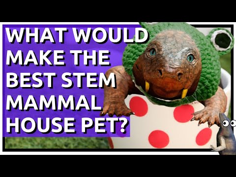 Paleo What If? What Would Make the BEST Stem Mammal House Pet?