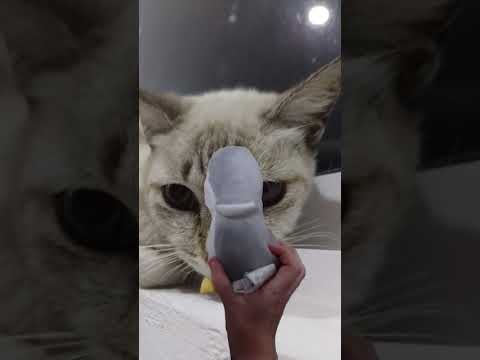 penguin in cat land