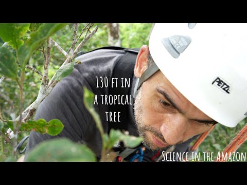 Climbing massive tropical trees
