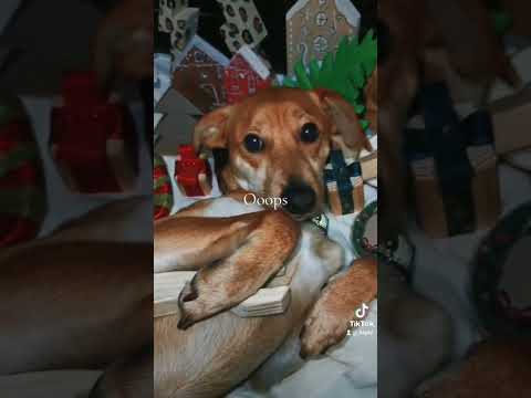 Only toys 😁 #fypage #dogs #memes #doglover #viralvideo #video #viralreels #humor #jokes #viralshorts
