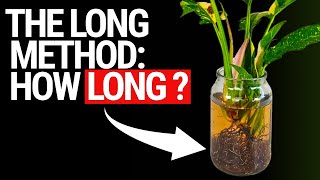 How Long Should You Leave Your Plant In Nutrient Solution? Mastering The Long Method