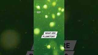 What are plankton?