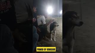 #minivlog #funny #technopiston #song #bhojpuri
