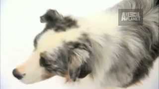 Dogs 101 - Australian Shepherd