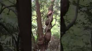 🌸 Twisting Vines and Life’s Unexpected Paths - softypapa shorts 🇯🇵🌱🌿