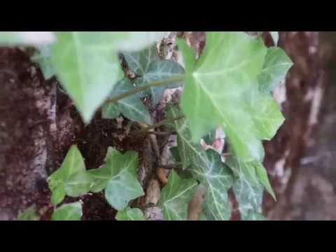 Canon M50 Test Footage 4K