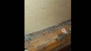 Mold Remediation