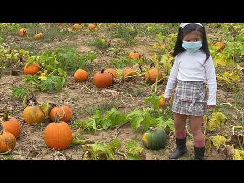 Pumpkin patch