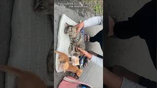 kittens cried for help - kindness answered #shorts #animals #rescue #rescueanimals