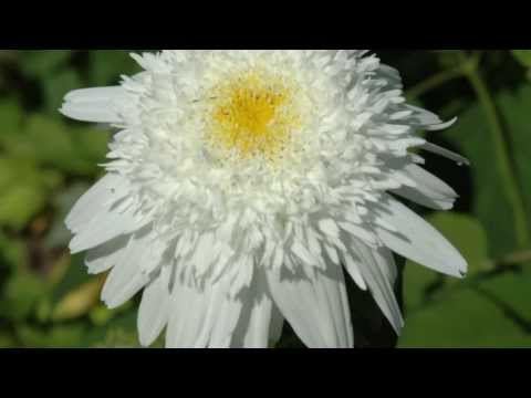 ASMR Audio Soft Spoken Opening a Crinkly Package