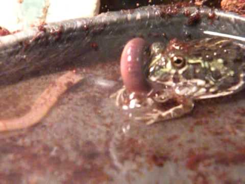 ***BABY PIXIE FROG FIGHTS FIRST WORM***