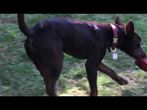 Ruby Red Kelpie, you're amazing to be with!