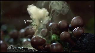 NES / Art / Our Incredible Nature