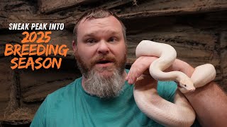 Sneak Peek into Our 2025 Ball Python Breeding Season Plans! 🐍