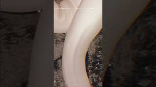 🤍✨#piedballpython (reposted & edited vid)#snake #viral #shorts #foryou #reptiles #animals #fypシ