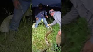 Python Hunting in the Everglades