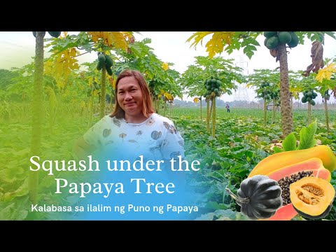Squash (Kalabasa) Under the Papaya Tree #Kalabasa #Farm