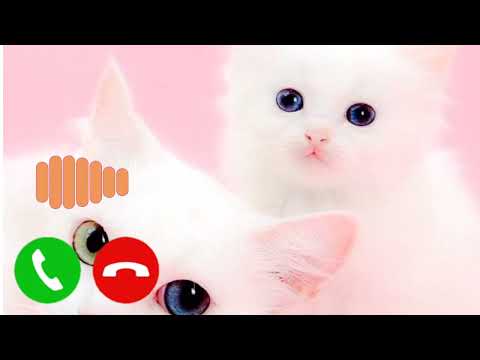 #newringtone #iphoneringtone #love ringtone sms ringtone call ringtome notifikesantone#fluteringtone