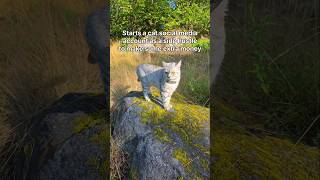 It's going great 🥲👍🏻 #shorts #khaleesicirilla #catcontent #cat #catshort #socialmediaissues