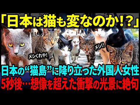 【海外の反応】「えっ、これ本当に野良猫！？」猫島を訪れた外国人女性が驚愕した“日本の猫文化”の真相とは？