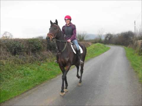 17hh Bay Gelding