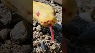Albino Pied Ball Python Adult