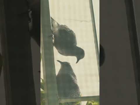 Doves in love