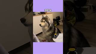 Where Are The Famous Dog Memes Now?💔 (ThenVsNow) #shorts