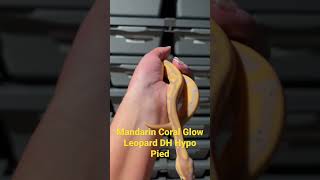 Mandarin CG Leo DH Hypo Pied Ball Python! Meet Thanos, one of our newest babies. ❤️
