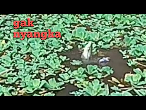 Tesss spot baru -mancing sepat Siam ||vlog#02