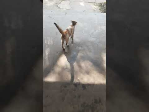 #cat #cute #catslover #catshorts #cats #viralshort #shorts #love #pets #animal