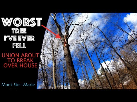 worst tree i ever cut