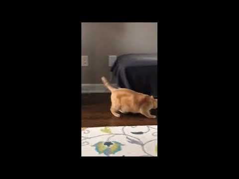 cat chasing a Lego wheel