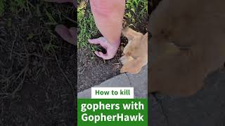 How to Kill Gophers with a GopherHawk Trap (Step-by-Step)