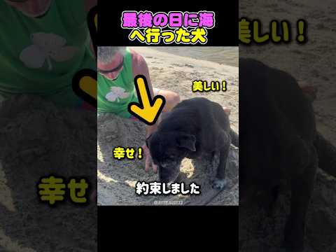 最後の日に海へ行った犬