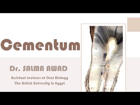 Cementum