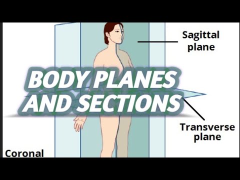 Body Planes and Sections: Frontal, Sagittal, Oblique, Transverse | Anatomy and physiology
