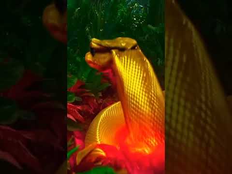 “From Crunch to Magic: Watch a Snack Transform into a Naagin! 🐍✨” #shorts #ai #trending #naagin