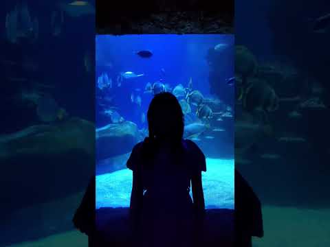 #sealife #underwater #song #peaceofmind #youtubeshort #shorts #trending #viralvideo #contentcreator