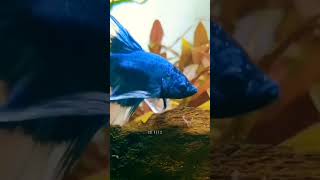 betta fish - live fish food - fighterfish #shorts