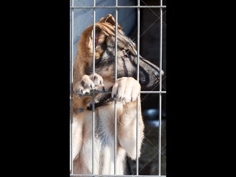 Crate Training A Puppy