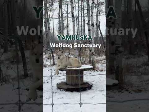 A must visit Wolfdog Sanctuary in Cochrane, Alberta
