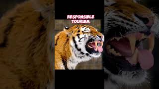 Save the TIGERS #wildlife #savethetigers