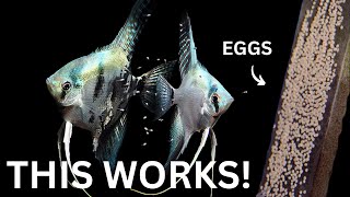 BREEDING Angelfish - Over 300 Fry!