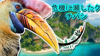 スラウェシオオサイチョウ | 動物ドキュメンタリー